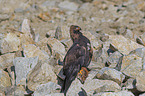 Golden Eagle with prey