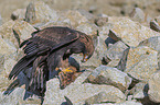 Golden Eagle with prey