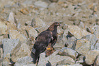 Golden Eagle with prey