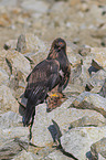 Golden Eagle with prey