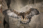 flying Golden Eagle