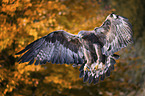 flying Golden Eagle