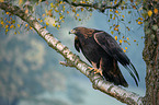 golden eagle