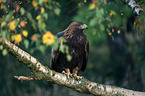 golden eagle