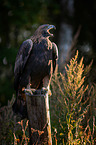 golden eagle