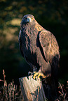 golden eagle