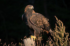 golden eagle