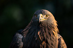 golden eagle