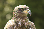 golden eagle