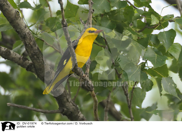 golden oriole / DV-01974