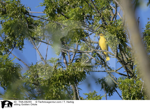 sitting Golden Oriole / THA-08255