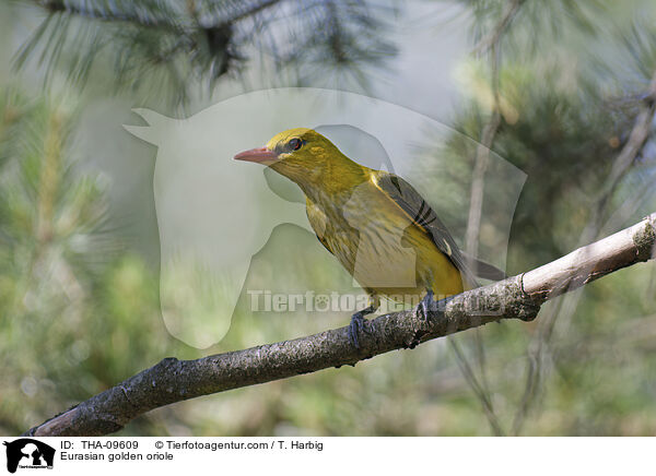 Pirol / Eurasian golden oriole / THA-09609