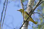 Eurasian golden oriole