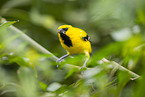 Yellow oriole