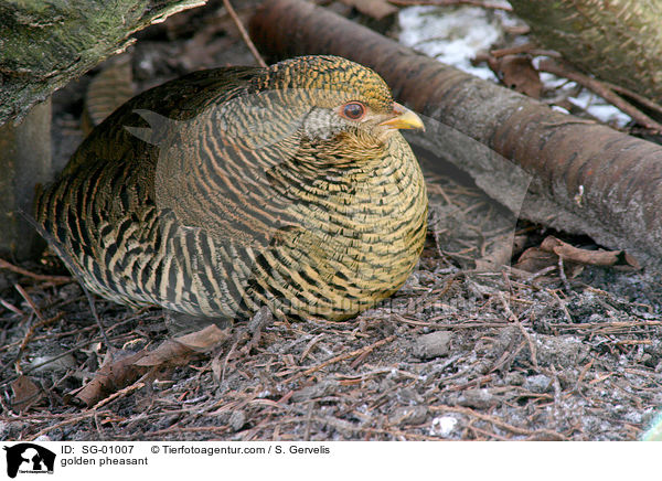 golden pheasant / SG-01007