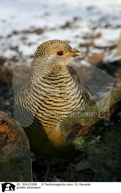 Goldfasan / golden pheasant / SG-01008