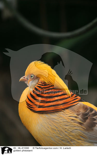 Goldfasan / golden pheasant / HL-01090