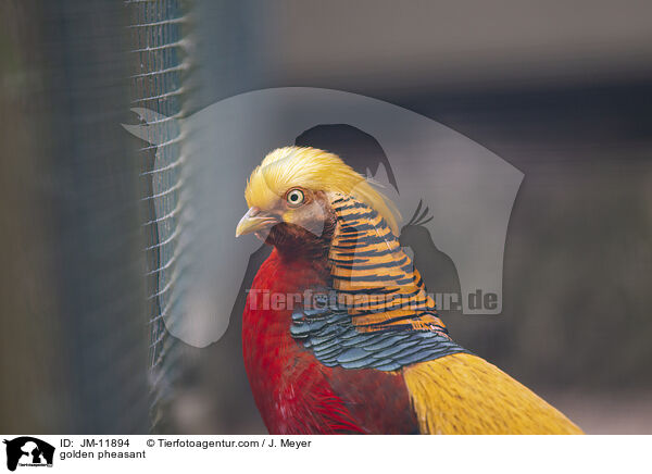 Goldfasan / golden pheasant / JM-11894