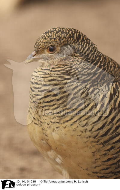 Goldfasan / golden pheasant / HL-04536