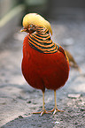 golden pheasant
