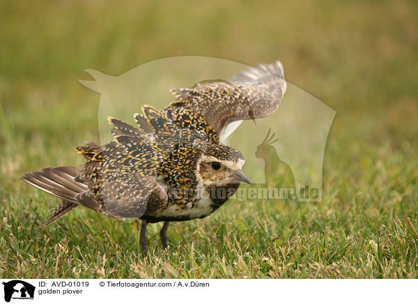 Goldregenpfeifer / golden plover / AVD-01019