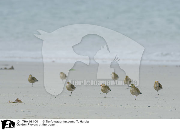 Goldregenpfeifer am Strand / Golden Plovers at the beach / THA-08100
