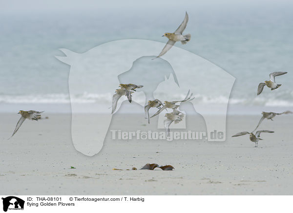 fliegende Goldregenpfeifer / flying Golden Plovers / THA-08101