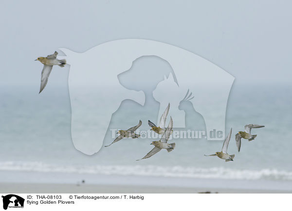 fliegende Goldregenpfeifer / flying Golden Plovers / THA-08103