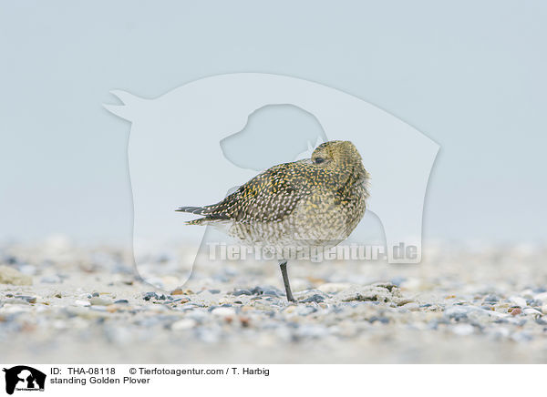 stehender Goldregenpfeifer / standing Golden Plover / THA-08118