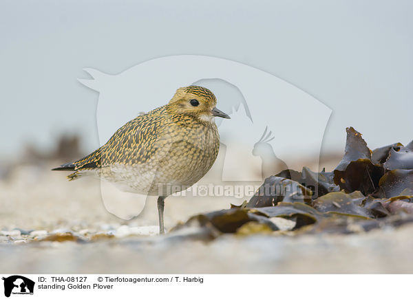 stehender Goldregenpfeifer / standing Golden Plover / THA-08127