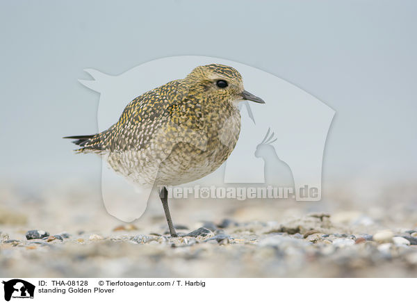 stehender Goldregenpfeifer / standing Golden Plover / THA-08128