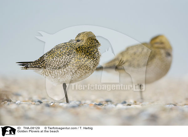 Goldregenpfeifer am Strand / Golden Plovers at the beach / THA-08129
