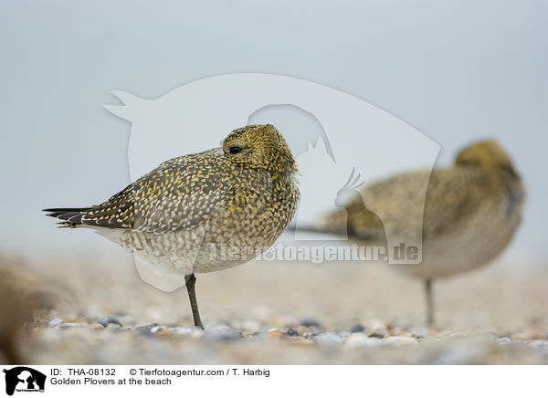 Golden Plovers at the beach / THA-08132