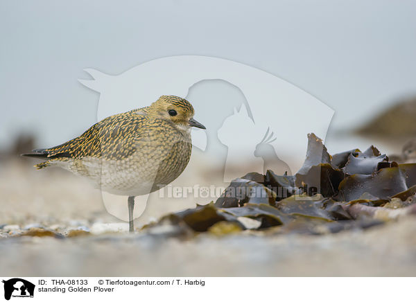 stehender Goldregenpfeifer / standing Golden Plover / THA-08133