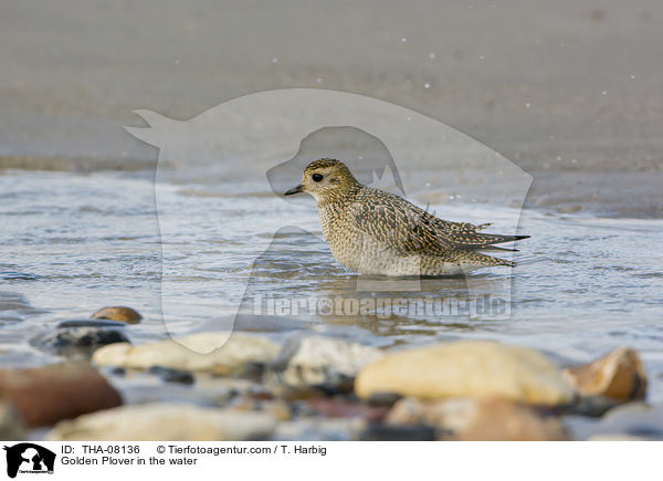 Goldregenpfeifer im Wasser / Golden Plover in the water / THA-08136