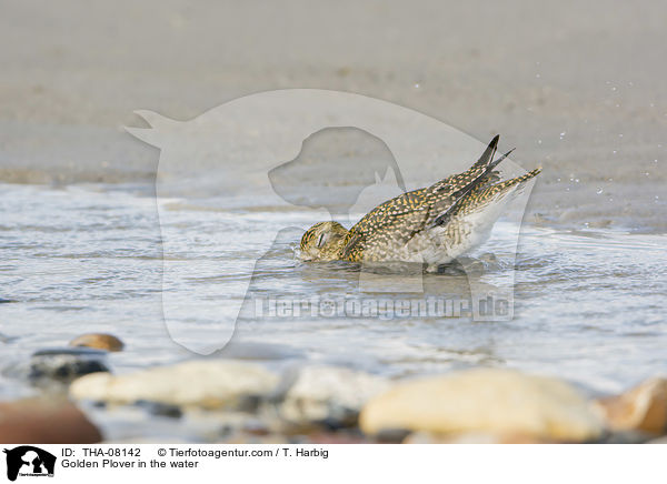 Golden Plover in the water / THA-08142