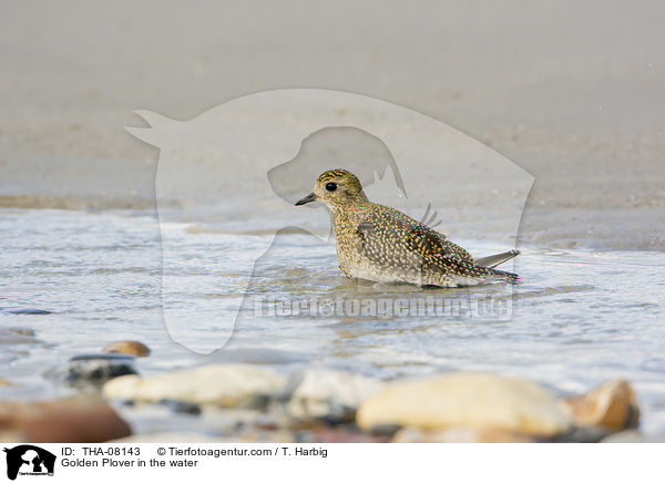 Goldregenpfeifer im Wasser / Golden Plover in the water / THA-08143