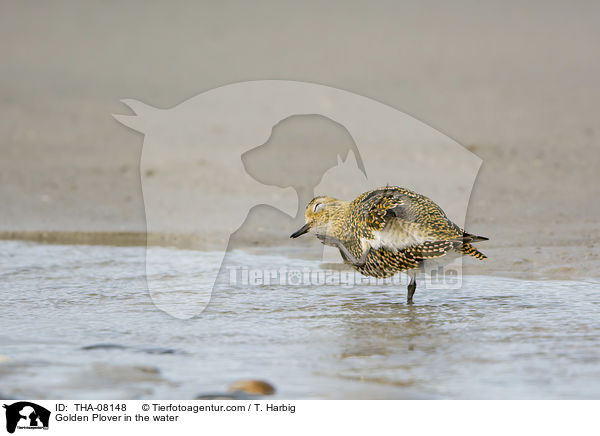Golden Plover in the water / THA-08148