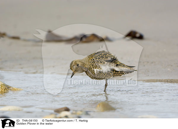 Golden Plover in the water / THA-08150