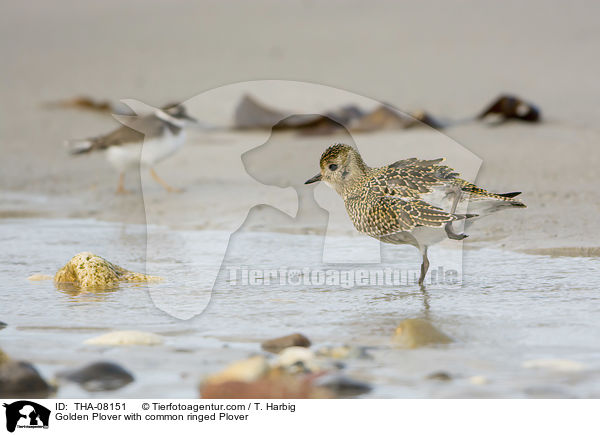 Goldregenpfeifer mit Sandregenpfeifer / Golden Plover with common ringed Plover / THA-08151