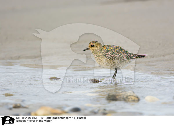 Golden Plover in the water / THA-08153