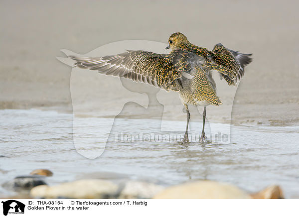 Goldregenpfeifer im Wasser / Golden Plover in the water / THA-08154