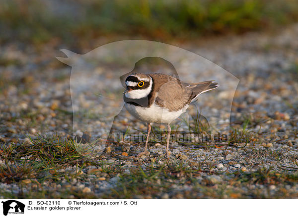 Goldregenpfeifer / Eurasian golden plover / SO-03110