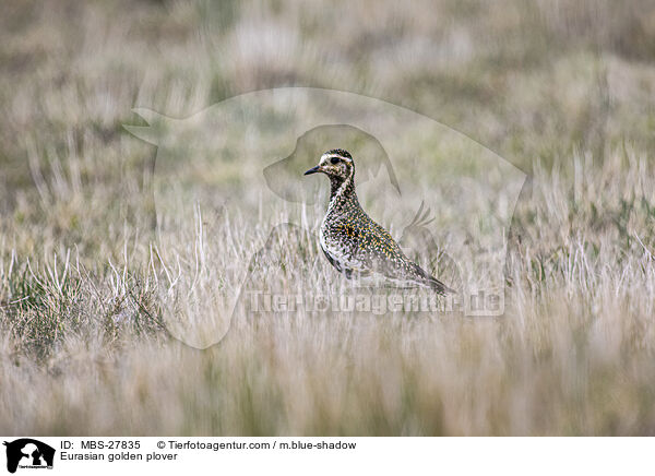 Goldregenpfeifer / Eurasian golden plover / MBS-27835