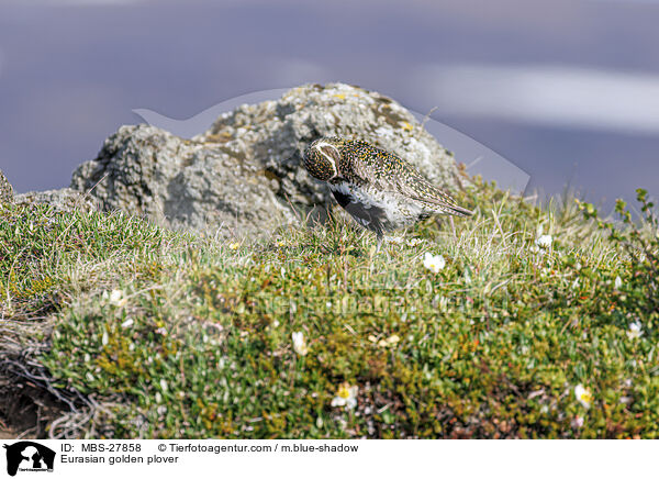 Eurasian golden plover / MBS-27858