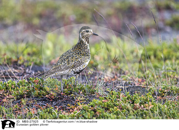 Goldregenpfeifer / Eurasian golden plover / MBS-27925