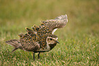 golden plover