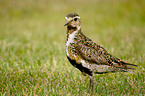 golden plover