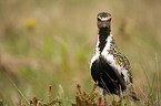 golden plover