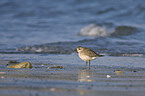 golden plover